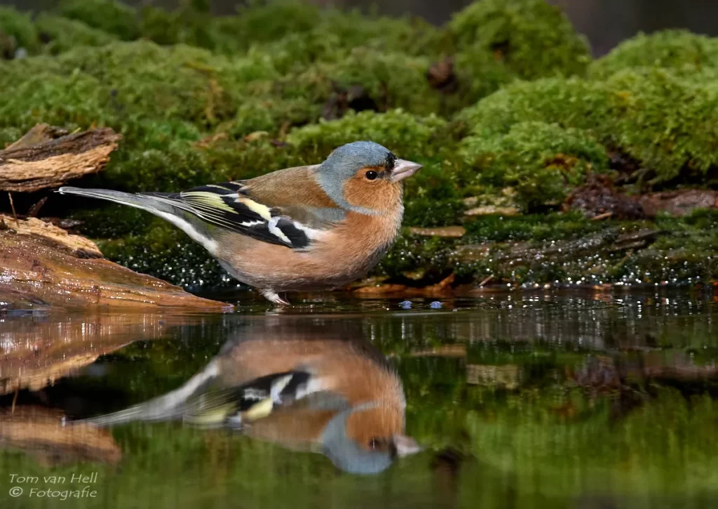 vink ♂