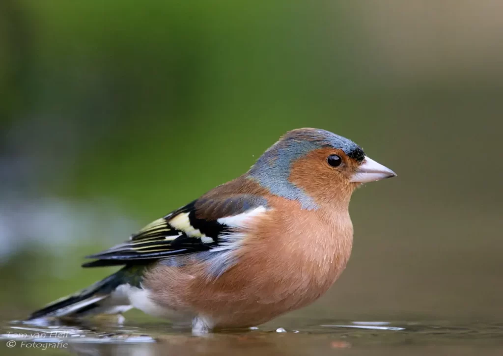 vink ♂